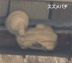 スズメバチ