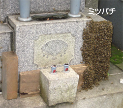 ミツバチ